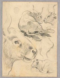 Drawing: Sketches of Cows by Unknown artist
