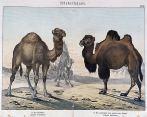 Dromedary and Camel - in “Natural Histories of Mammals”, ed. Schreiber, Munich by Unknown artist