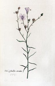 Dry-leaved Flax