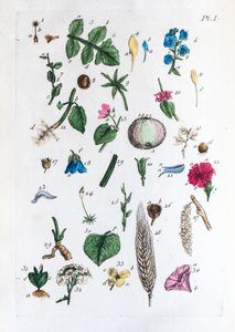 Elementary table of figures and their names in Flora Parisiensis by Unknown artist