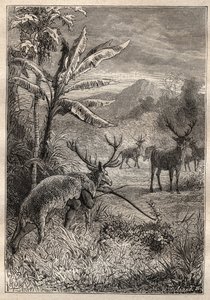 Expedition Around the World by Jean Francois Galaup de La Perouse: hunting technique for the Indians of the Bay of Monterey (California) - illustration from “The Great Mariners of the 18th century” by Unknown artist