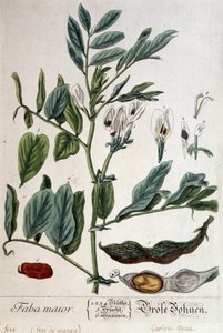 Faba Major (marsh bean) - botanical board