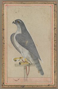 Falcon