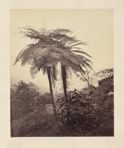 Ferns