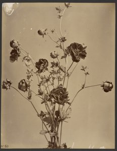 Floral Study