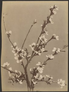 Floral Study with Small White Flowers by Unknown artist