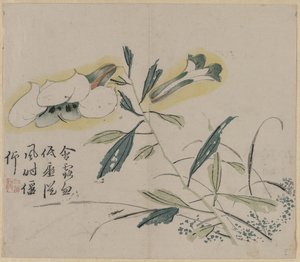 Flowering Lily