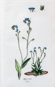 Forget-me-nots by Unknown artist