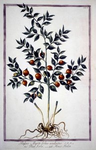 Fragon False Holly or Small Holly (Ruscus) in a 19th century herbarium by Unknown artist