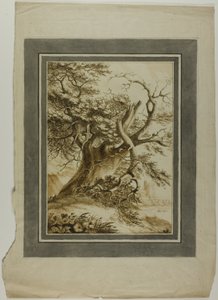 Giant Oak