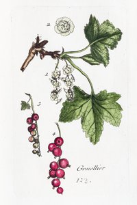 Gooseberry by Unknown artist