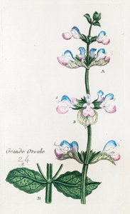 Great Orvale or Clary Sage