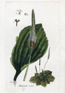Great Plantain or Major Plantain