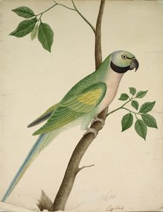 Green Parrot