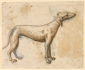 Greyhound by Unknown artist