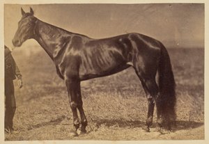 Horse in a Field by Unknown artist