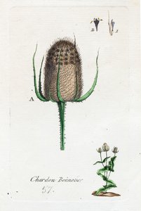 Hosier thistle