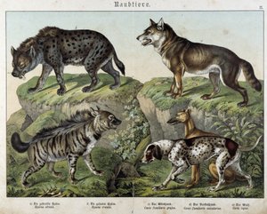 Hyenas and Dogs - in 