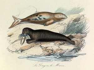 Illustration from the book 