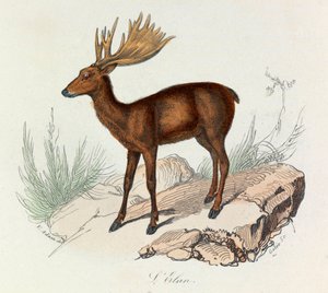 Illustration from the book 