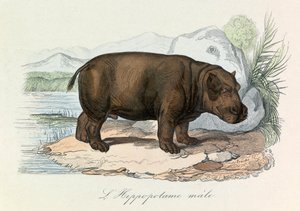 Illustration from the Book 
