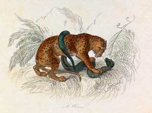 Illustration from the book 