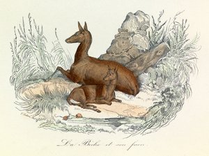 Illustration from the Book 