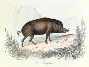 Illustration from the Book Complete Works of Buffon: The Animals: The Boar (engraving)