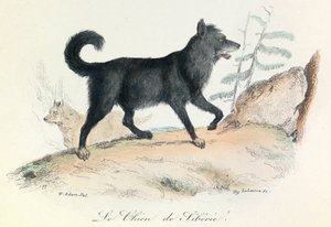 Illustration from the Book 