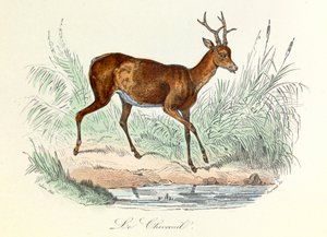 Illustration from the Book 