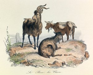 Illustration from the Book 