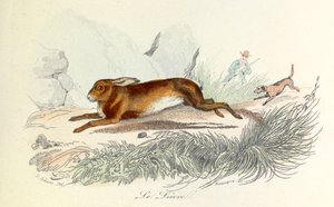Illustration from the Book 