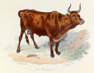 Illustration from the Book Complete Works of Buffon: The Animals: The Bull (engraving)