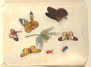 Insects by Unknown artist