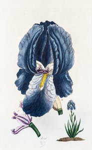 Iris by Unknown artist