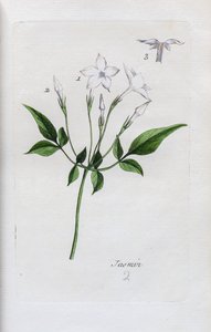 Jasmine by Unknown artist