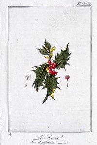 The Holly (Ilex Aquifolium) - in 