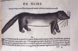 The dormouse from Historiae Animalium by Conrad Gesner (1516 - 1565), Tiguri