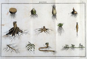 Les Roots: in “Flora Françoise, or a brief description of all the plants that grow naturally in France, arranged according to a new method of analysis to which we attach the quotation of their least equivocal virtues in medicine and their usefulness in the by Unknown artist