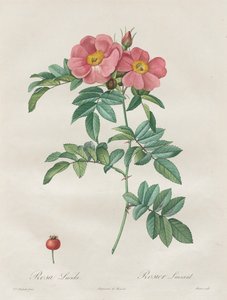 The Roses: Rosa Lucida by Unknown artist
