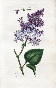 Lilac