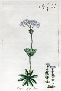 Lily of the Valley or Sweet Woodruff by Unknown artist