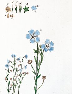 Linen by Unknown artist