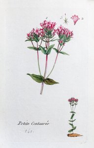 Little Centaury by Unknown artist