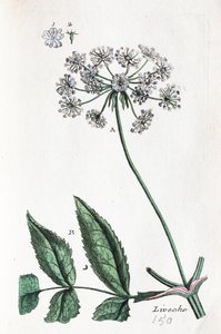 Lovage by Unknown artist