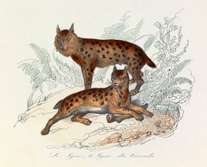 Lynx and Canada Lynx, Two Quadruped Mammals, Classified by Linnaeus and Cuvier (engraving)