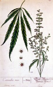 Male cannabis plant by Unknown artist
