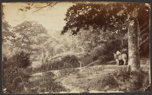 Man with a Mule by a Tree by Unknown artist