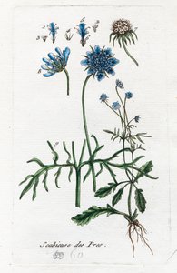 Meadow Scabious by Unknown artist