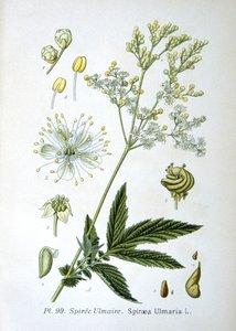 Meadowsweet by Unknown artist